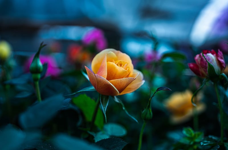 Magical floral arrangements