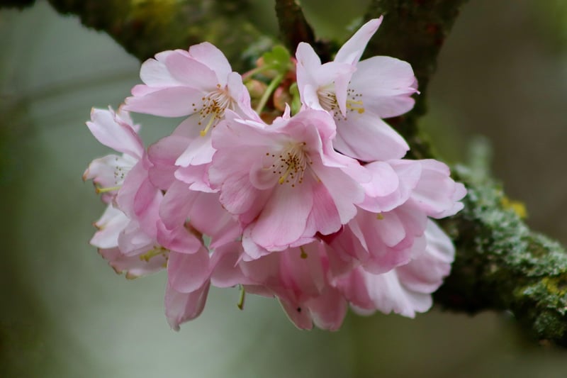 Cherry Blossom Grove