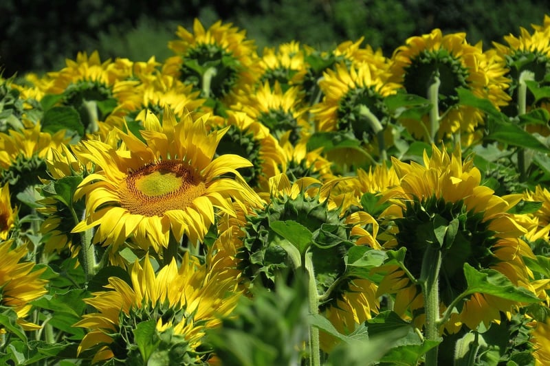 Sunflower Fields
